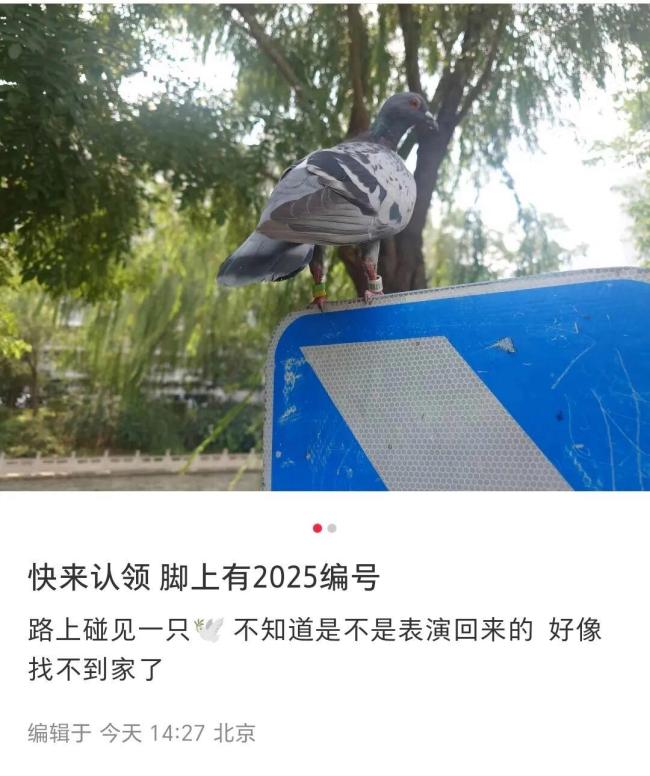 九三阅兵8万只气球最后都去哪了？可降解气球的归宿